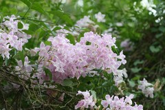 Podranea ricasoliana